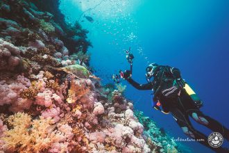 Unterwasserfotografie Tipps Tricks Einsteiger