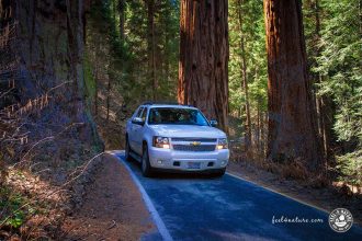 Road Trip USA-Sequoia