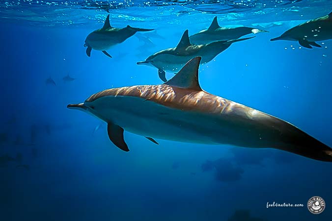 Delfinschule Raja Ampat