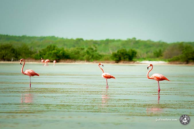 Flamingo Rio Lagartos