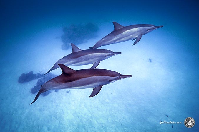 Tauchsafari Ägypten Delfine