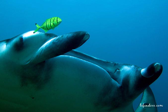 Maldiven Manta