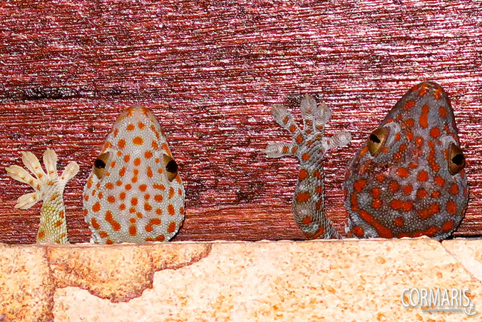Bali Geckos