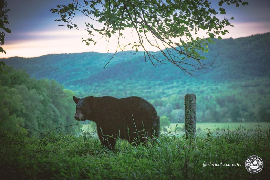 Smoky Mountains Bären