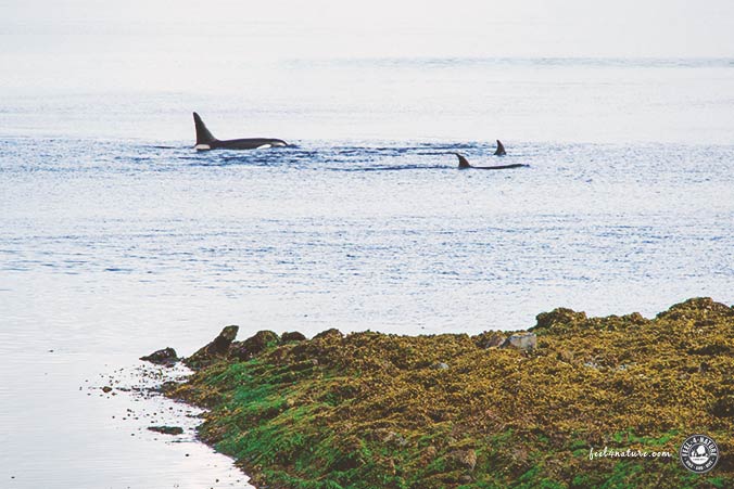 Vancouver Island Orcas