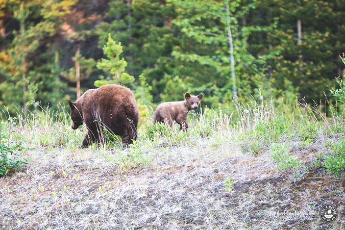 Kanada Nationalpark Bären