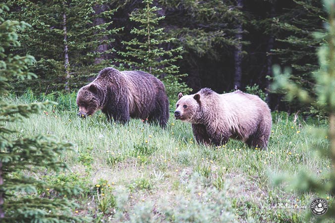Kanada Grizzlybären