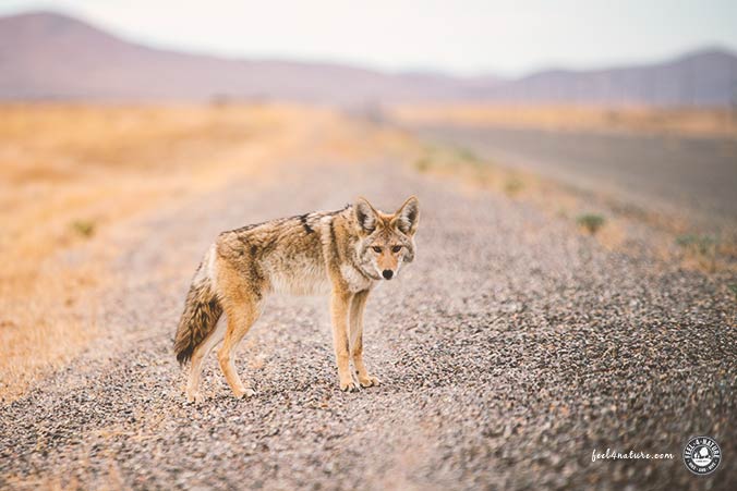 Kojote Yellowstone Nationalpark