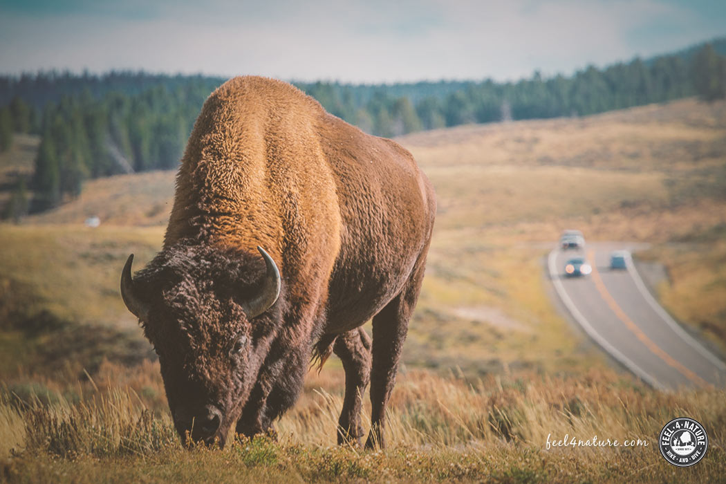 Yellowstone National Park Tiere