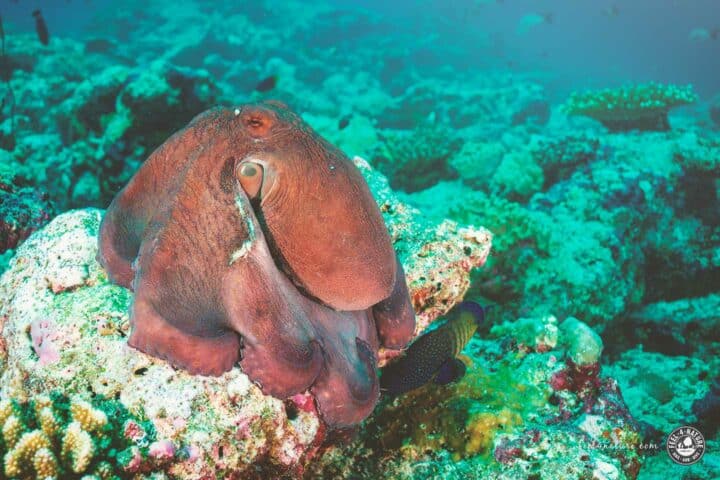 Tauchkreuzfahrt Malediven Oktopus