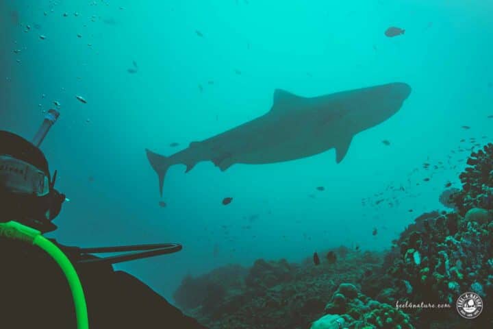 Tauchsafari Malediven Tigerhai tauchen