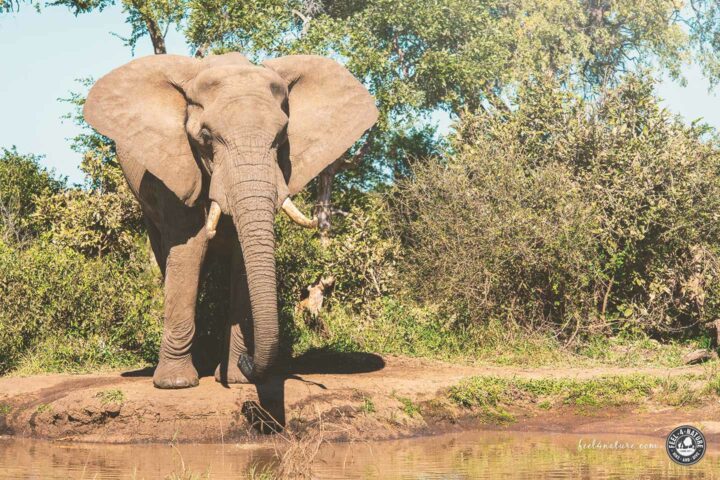 Kruger National Park Big 5 Elefant