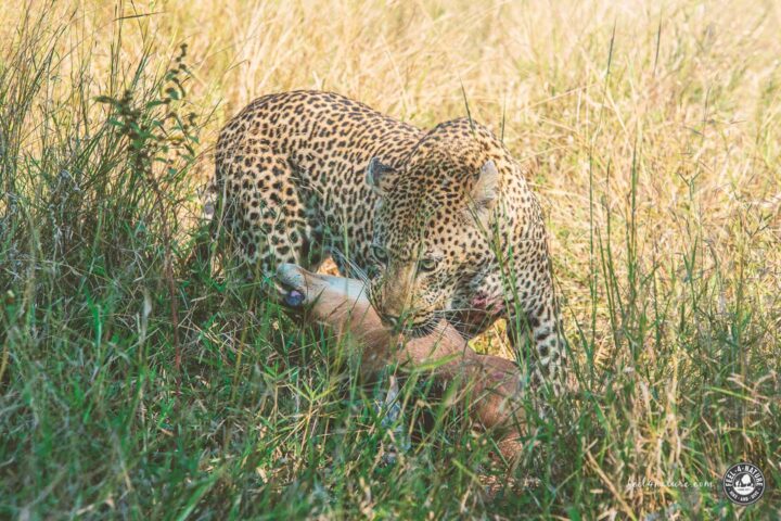 Kruger National Park Big 5 Leopard