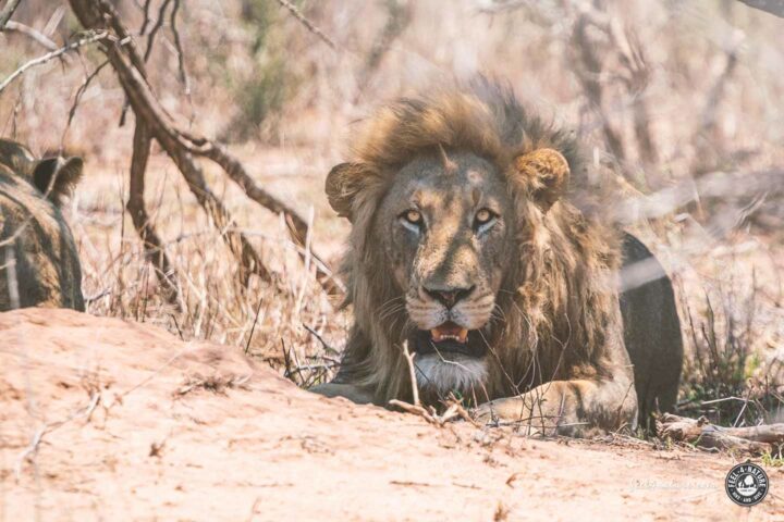 Kruger National Park Big 5 Löwe