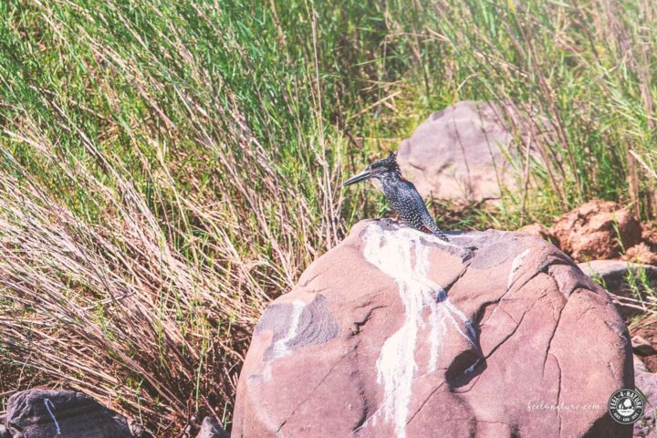 Kruger National Park Eisvogel