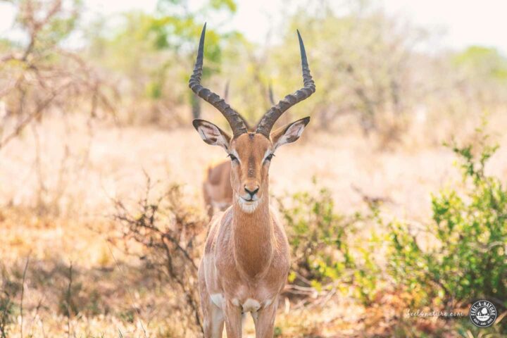 Kruger National Park Tiere Impala
