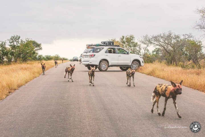 Kruger Safari Wild Dogs