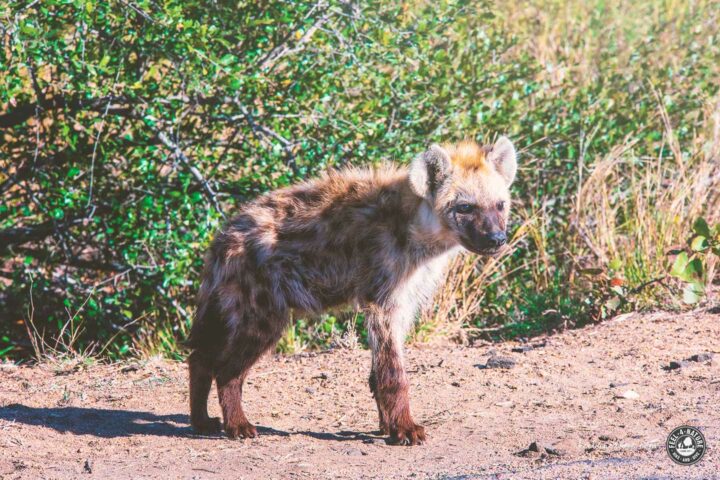 Südafrika Baby Hyäne