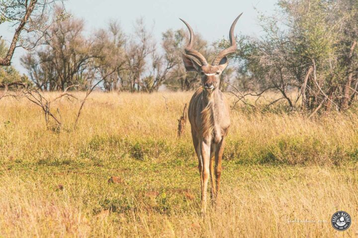 Südafrika Tiere Kudu