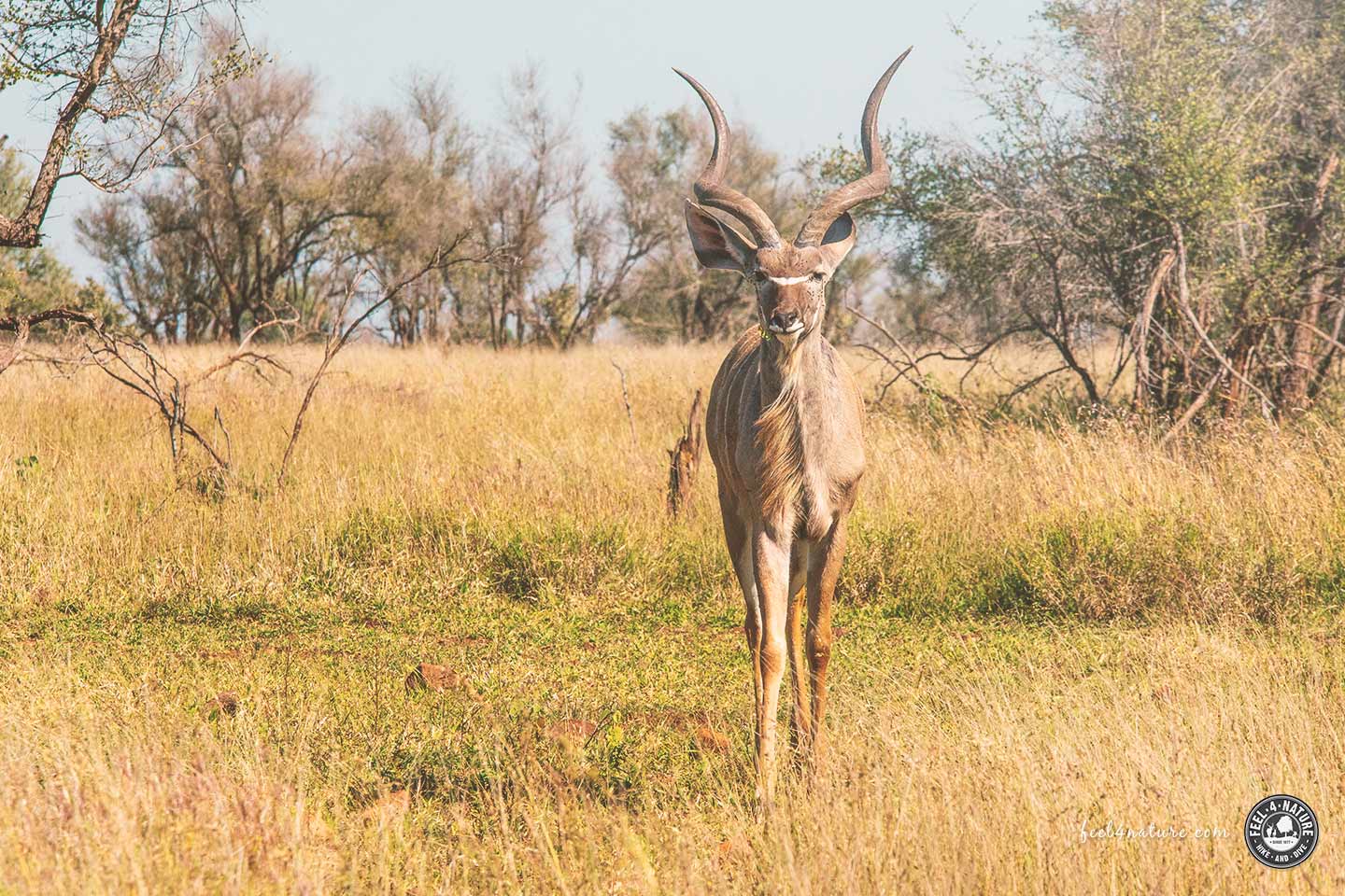 kruger-national-park-tiere-die-du-in-s-dafrika-sehen-kannst