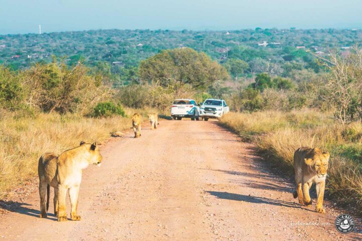 Tiere Südafrika Löwen