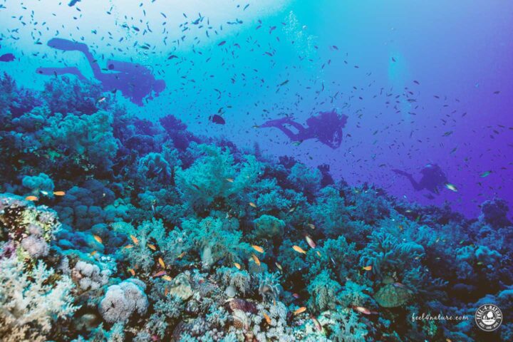 Taucher am Elphinstone Reef mit Fahnenbarschen und Weichkorallen.