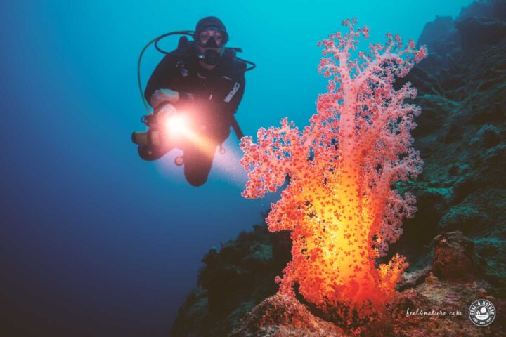 Taucherin mit Lampe an einer Weichkoralle im Rotes Meer.