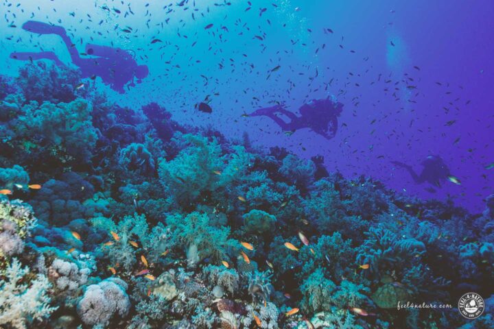 Eine Gruppe von drei Tauchern taucht an einem Korallenriff.